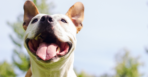 A Staffordshire terrier smiling