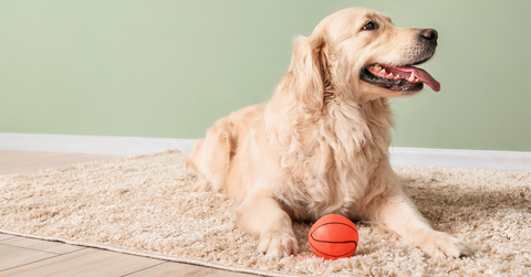 A labrador retriever lying on a carpet 