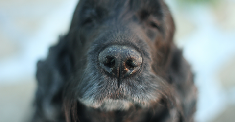 Why Do Dogs Get Dry Noses?