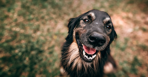 why do dogs have a good sense of smell