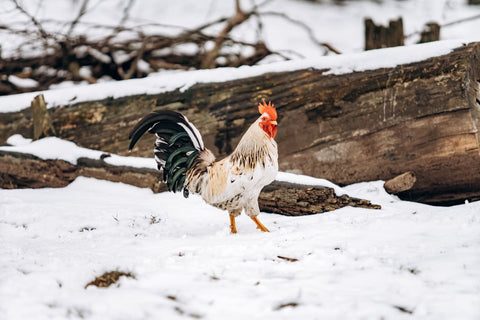 Mooie kip wandelt in de sneeuw op winterse dag