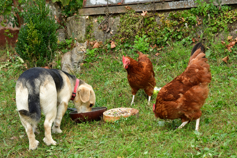 Deze kippen en hond zijn beste vrienden. Ze delen zelfs het eten