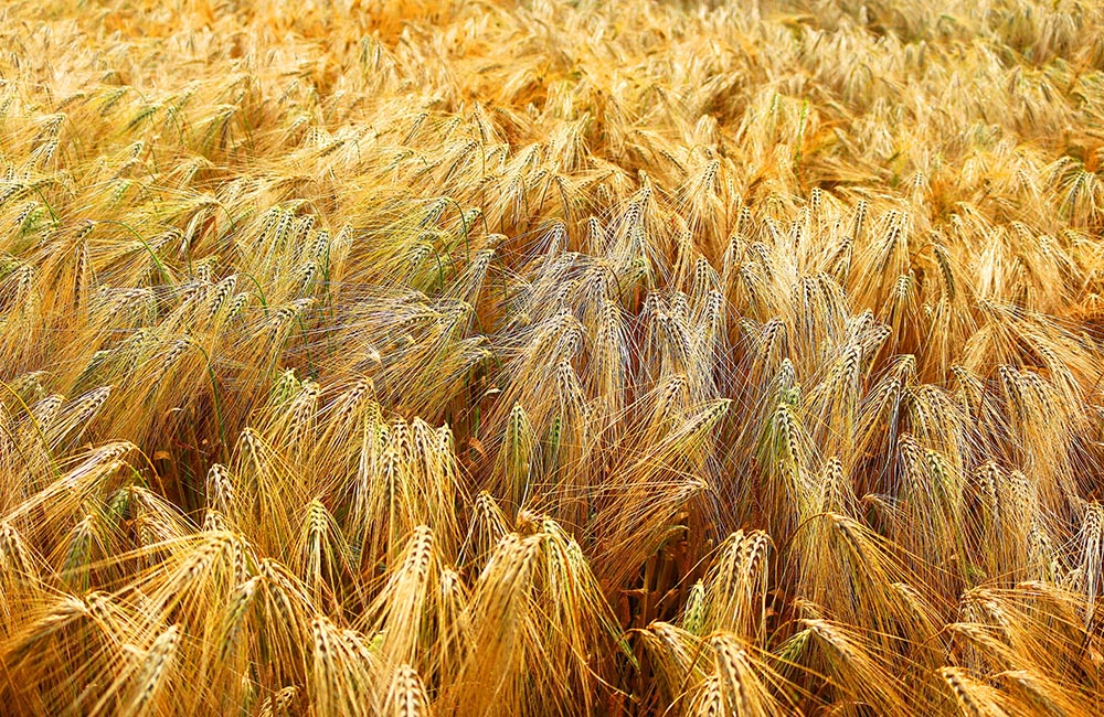 Semolina Wheat Field