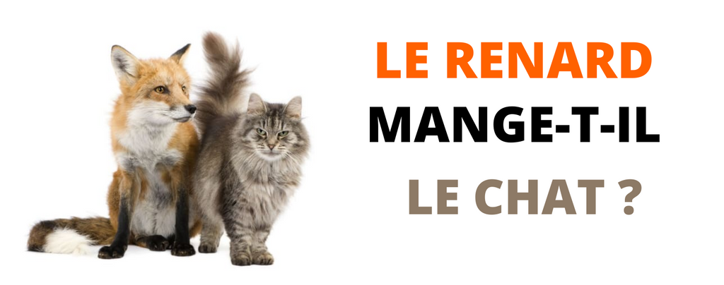 Les Renards Mangent Ils Les Chats La Ruse Du Renard