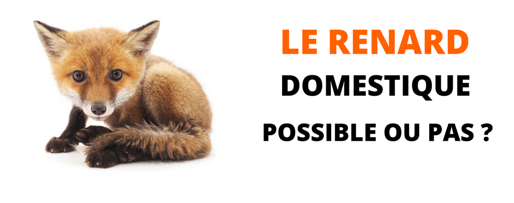 Renard Domestique Possible Ou Pas La Ruse Du Renard