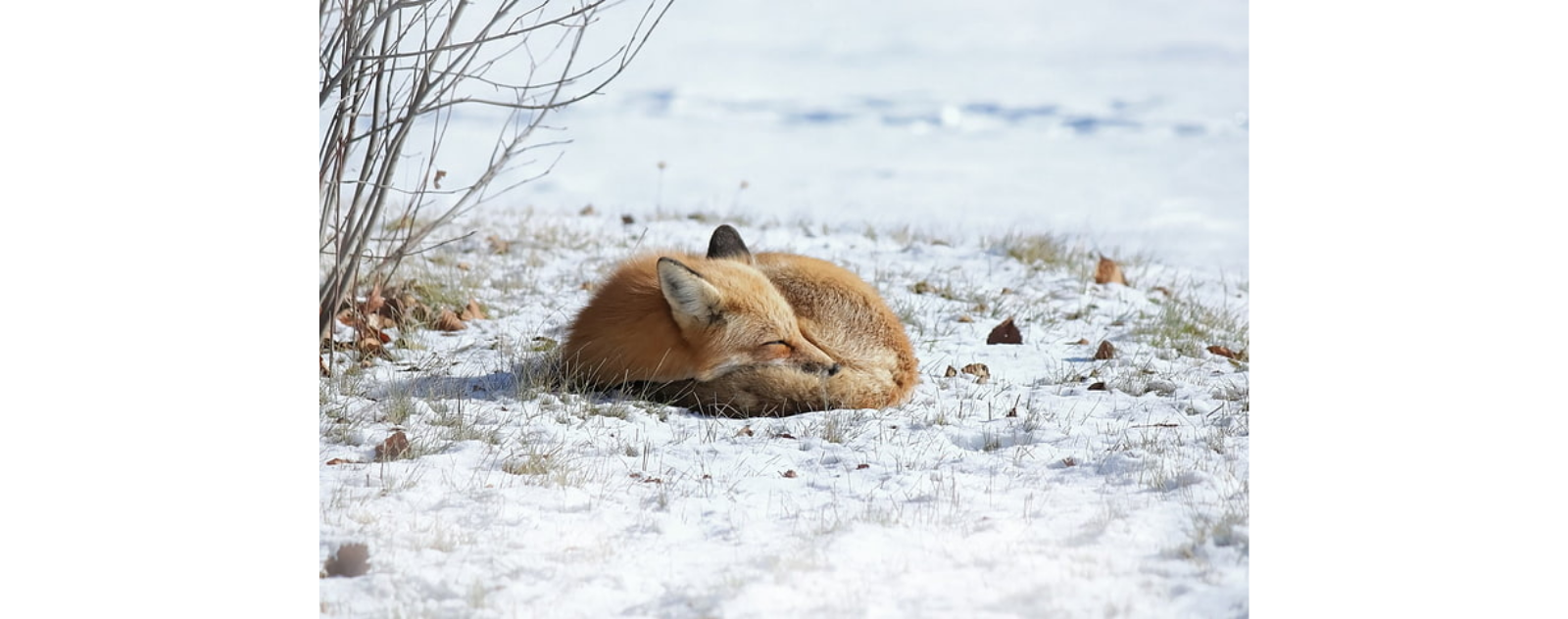 comportements-de-sommeil-des-renards