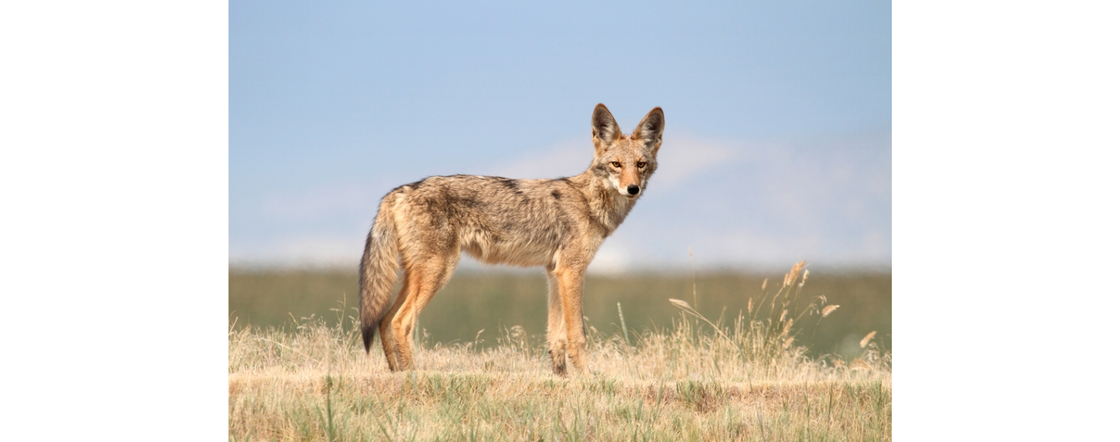 coyote-chasse-renard