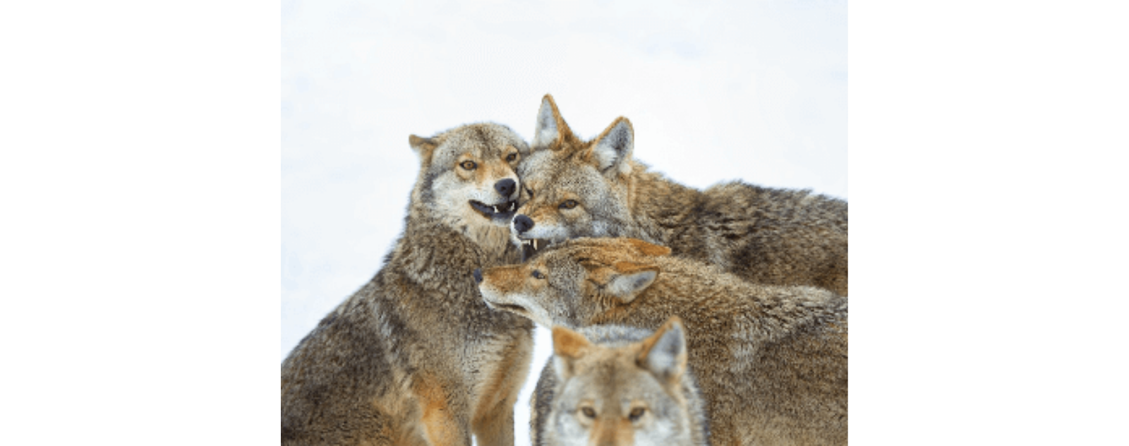 coyotes-en-groupe