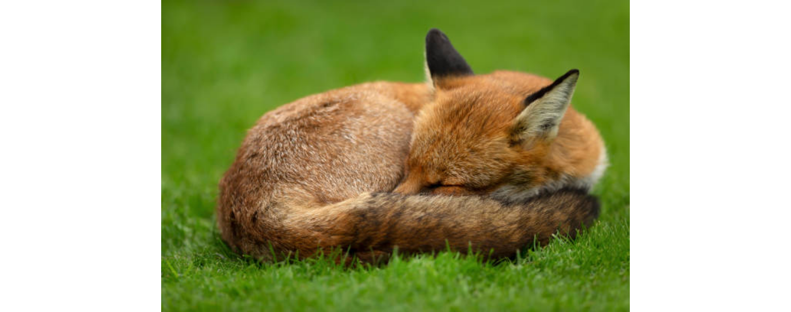 habitude-de-sommeil-des-renards