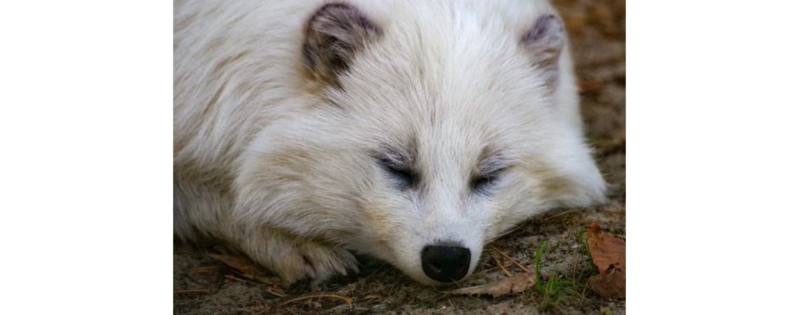 ou-dort-le-renard-polaire
