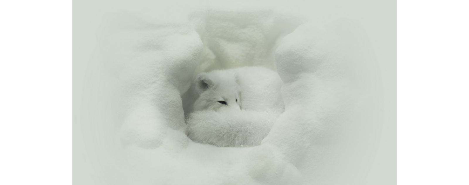 renard-polaire-hiberne-t-il