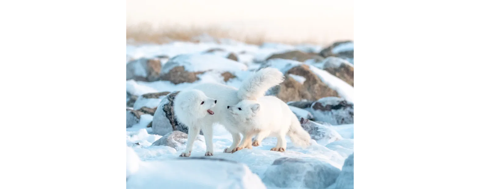 reproduction-renard-arctique