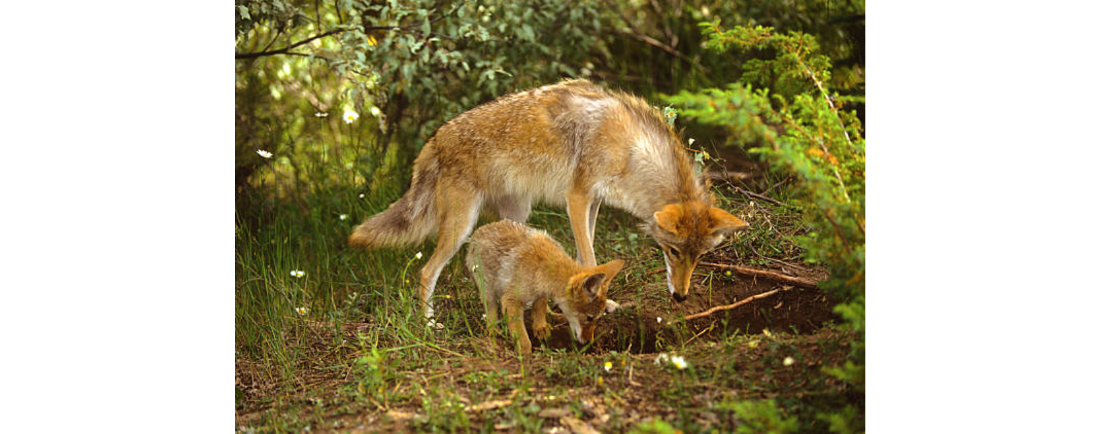 terrier-coyote