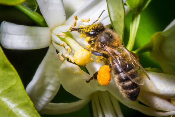abeille sur fleur d'oranger