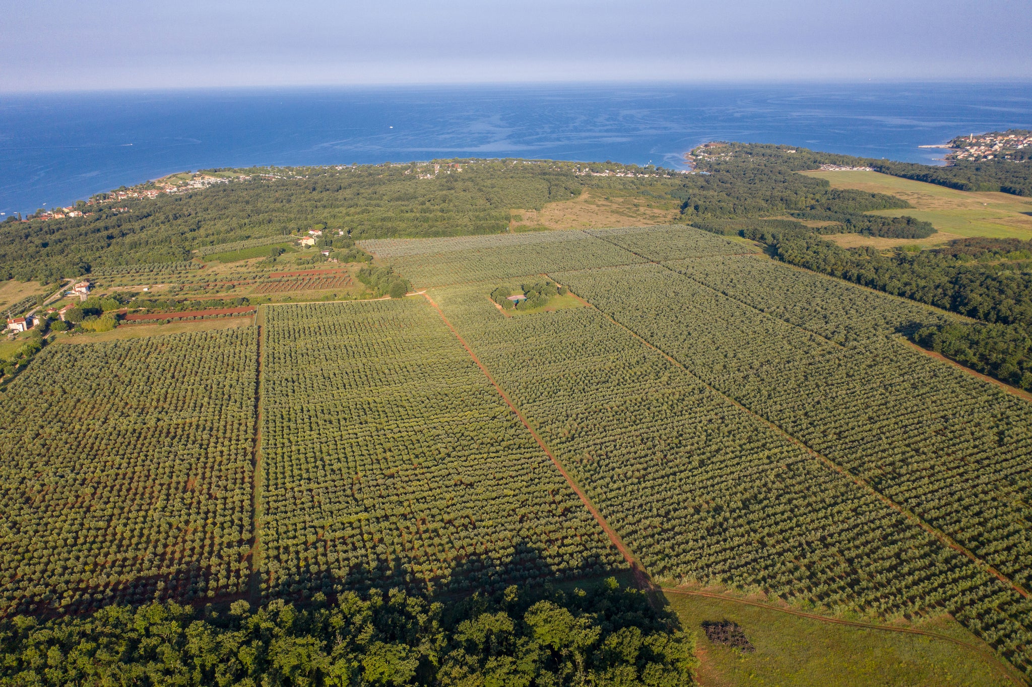 Olive oil farm Croatia