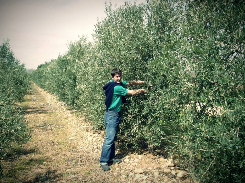 André, producteur d'huile d'olive bio française