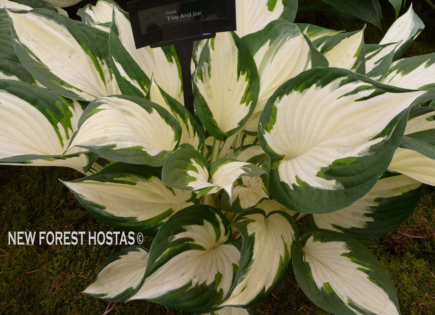 Hosta Fire And Ice For Sale New Forest Hostas Hemerocallis