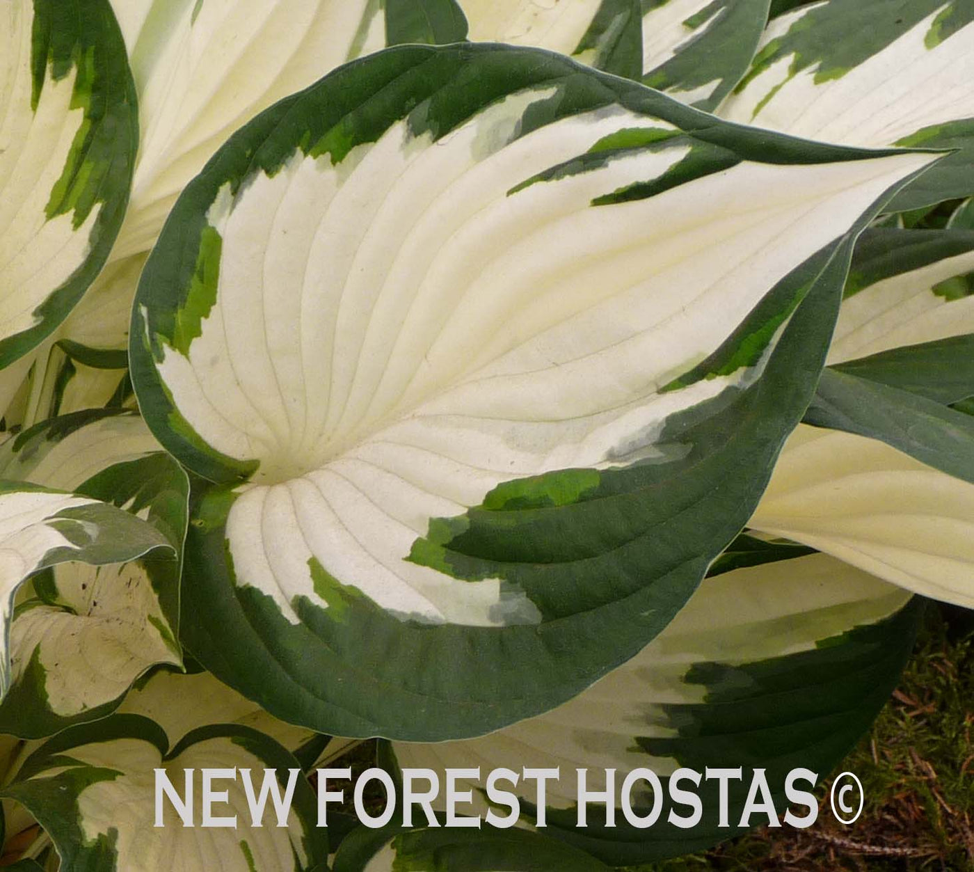 Hosta Fire And Ice For Sale New Forest Hostas Hemerocallis