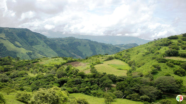 plantation au Nicaragua