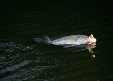 Bass on a PIVIT Trailer Jig caught on Chickamauga Lake