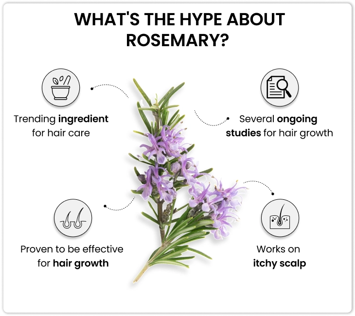 reasons behind the hype about rosemary oil for hair growth
