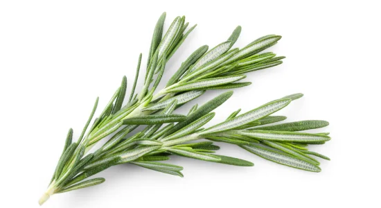 hair growth shampoo with rosemary that improves hair & scalp health