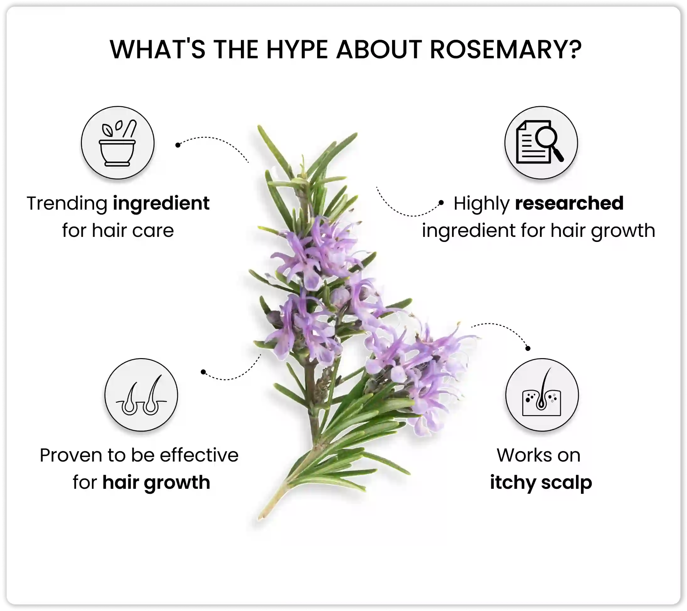 rosemary a key ingredient in thriveco hair growth booster kit