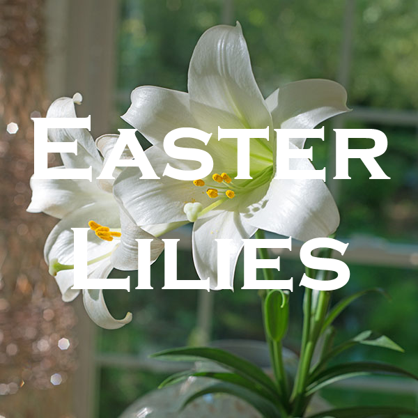 Easter Lilies