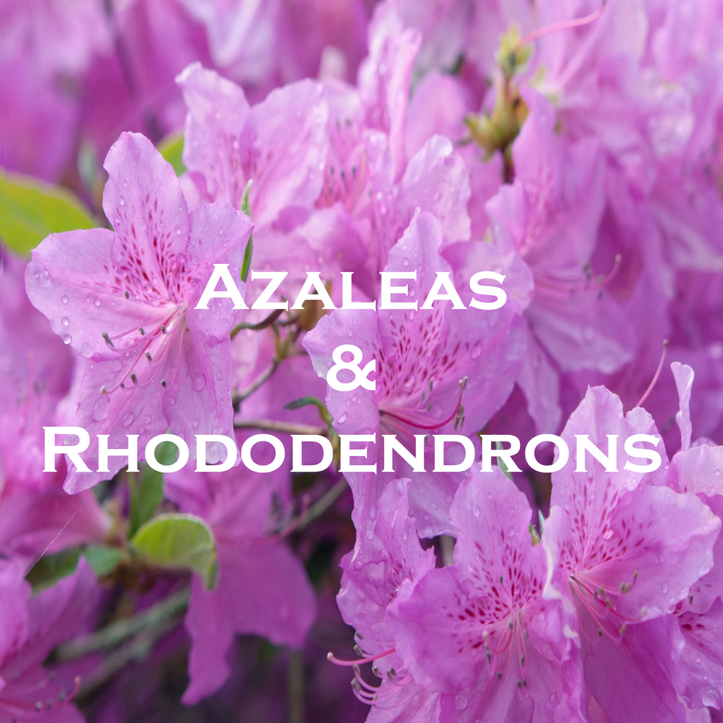 azaleas & rhododendrons