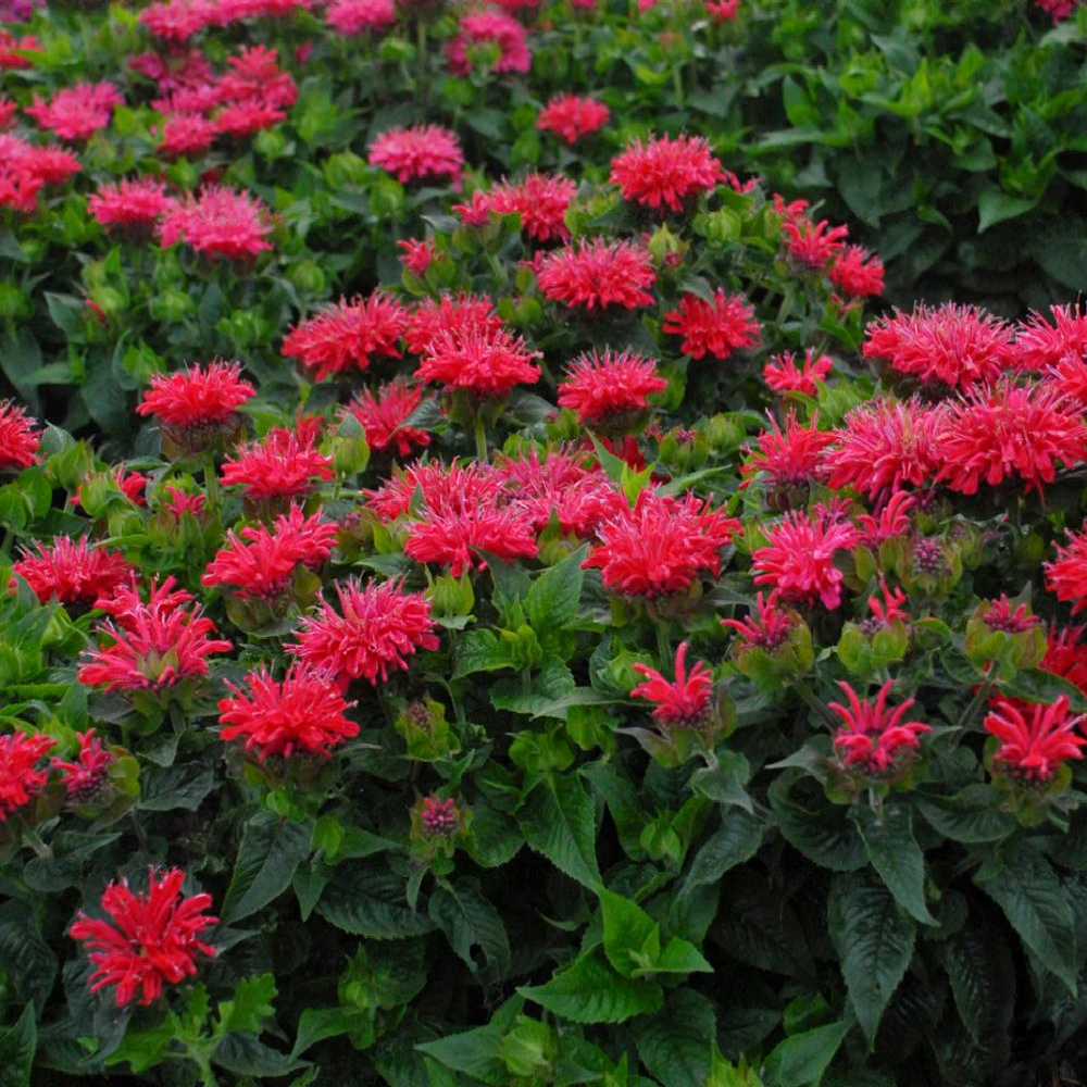 bee balm