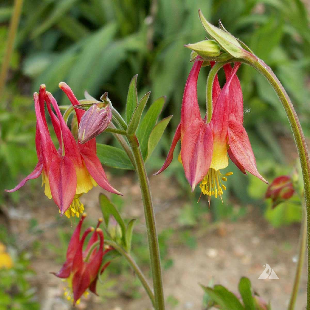 columbine