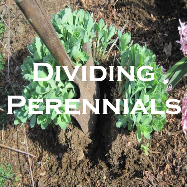 dividing perennials