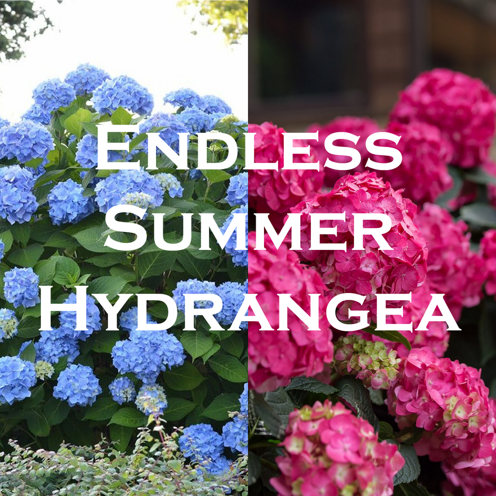 endless summer hydrangea blue and pink