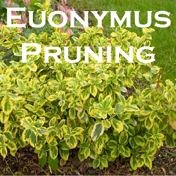 euonymus pruning