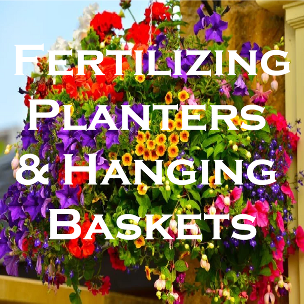 fertilizing planters and hanging baskets