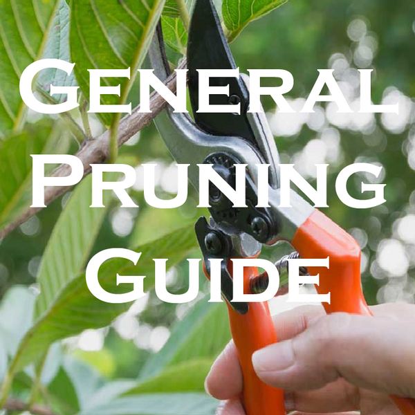 general pruning guide