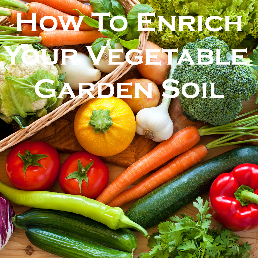 how to enrich your vegetable garden soil
