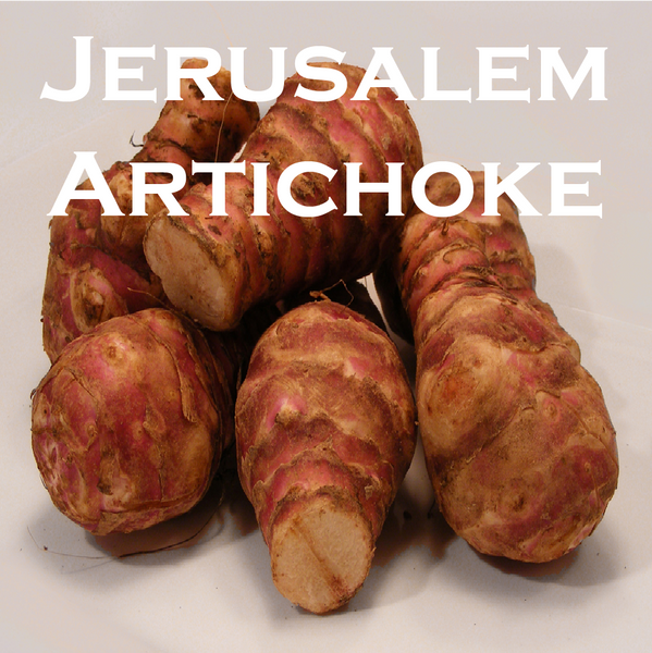 jerusalem artichoke