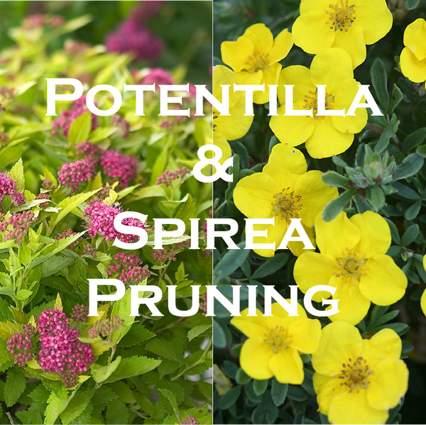 potentilla and spirea pruning