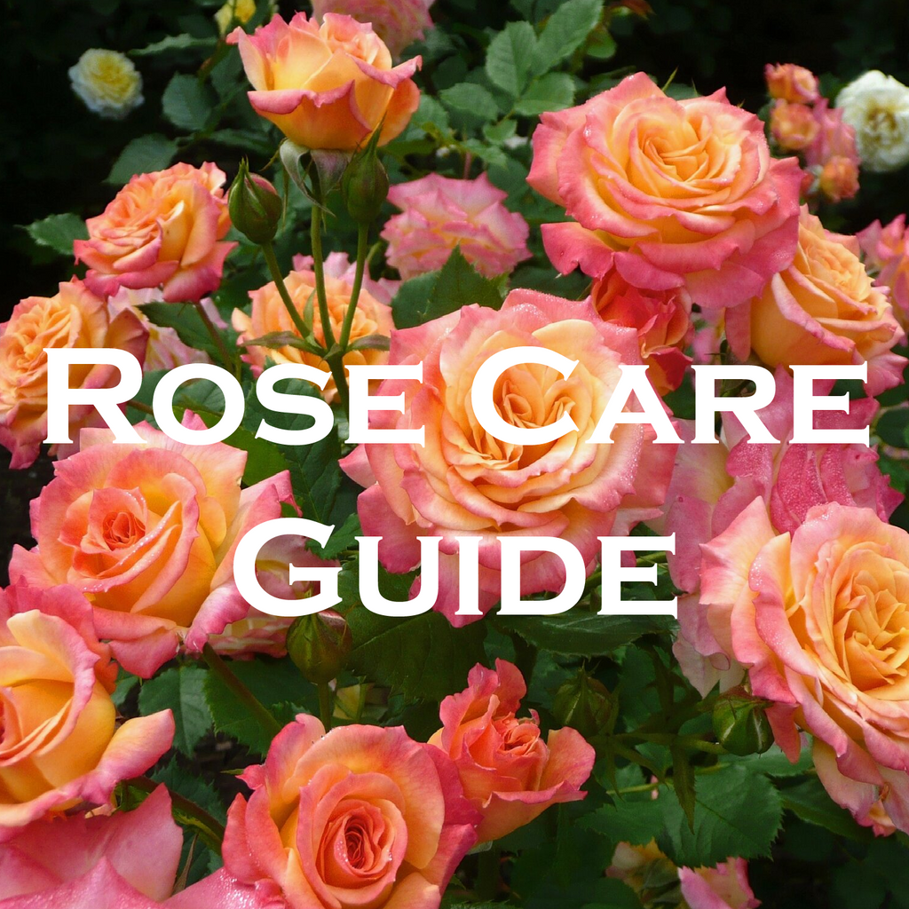 rose care guide