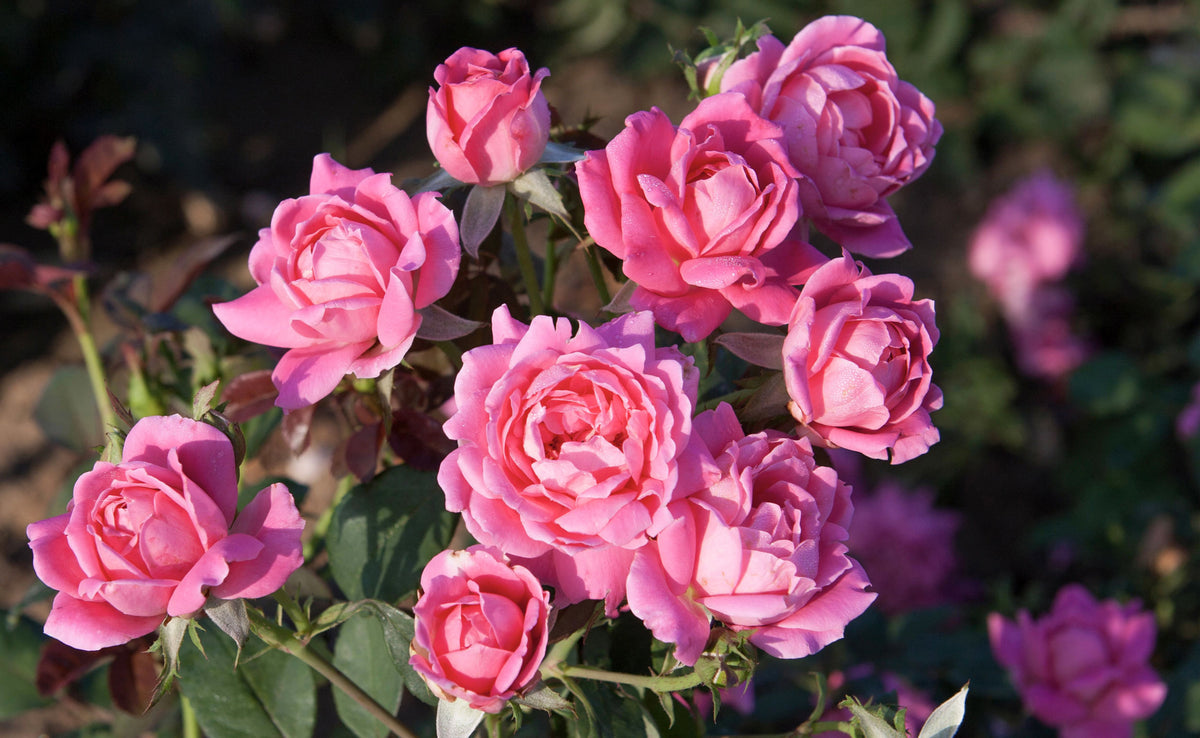 Rose - Double Knockout Pink – Sunset Nursery