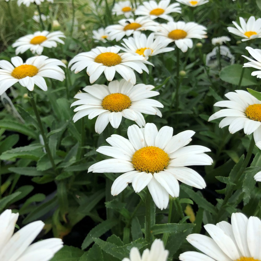 shasta daisy flowers