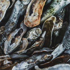 oyster shells xcel eco initiatives