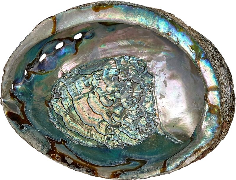 hacer clic Santuario Acuoso Abalone Shell Large Natural Green – Tides Gift Shop