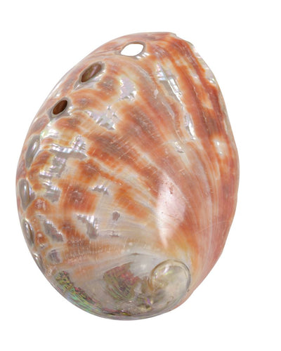abalone shell small polished