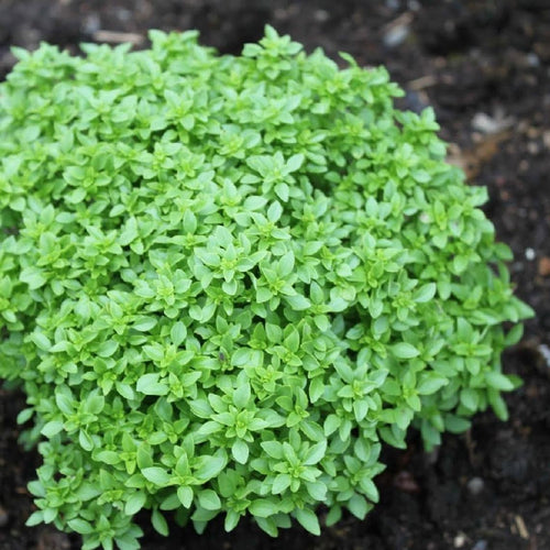 Basil Eritrean Hardy Seeds