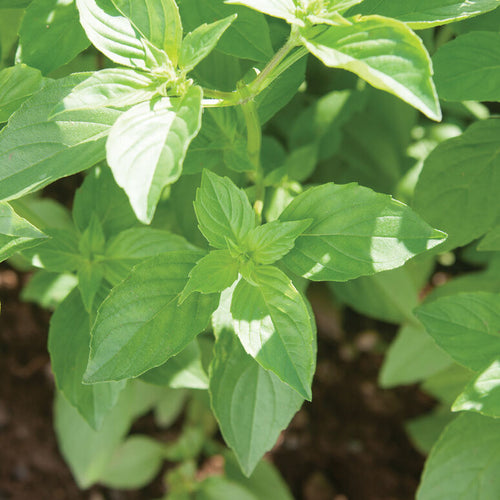 Basil Eritrean Hardy Seeds