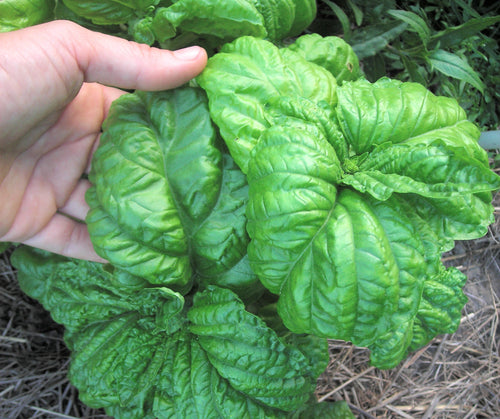 Basil Eritrean Hardy Seeds