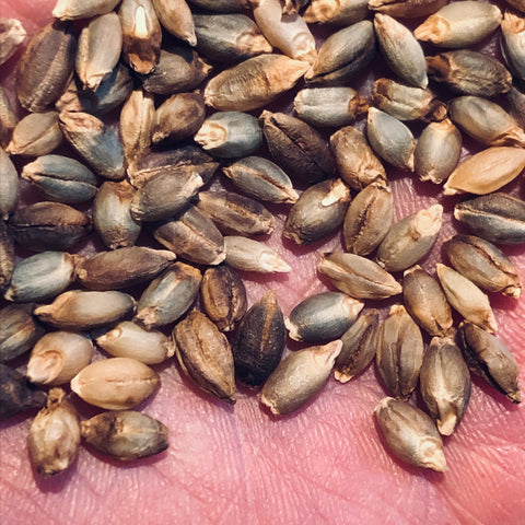 seeds