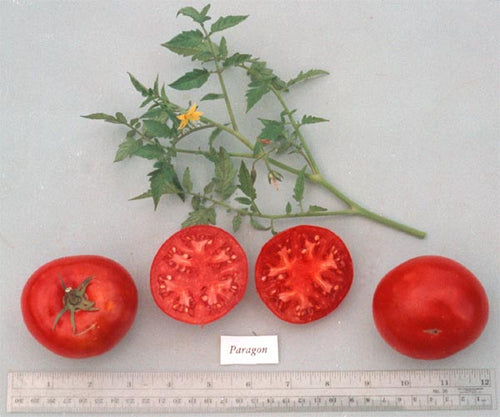 Tomato, Siskiyou Slicer